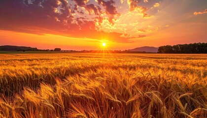 Wheat field under a bright sunset