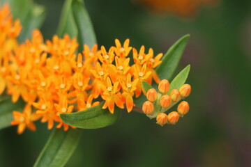 Closeup of butterfly weed blooming