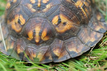Closeup of a box turtle's shell in the grass