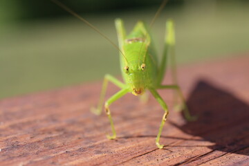 Face to face with a katydid
