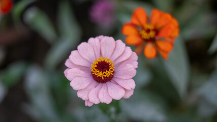 Close-Up Pink Flower with Blurred Orange Bloom in Background