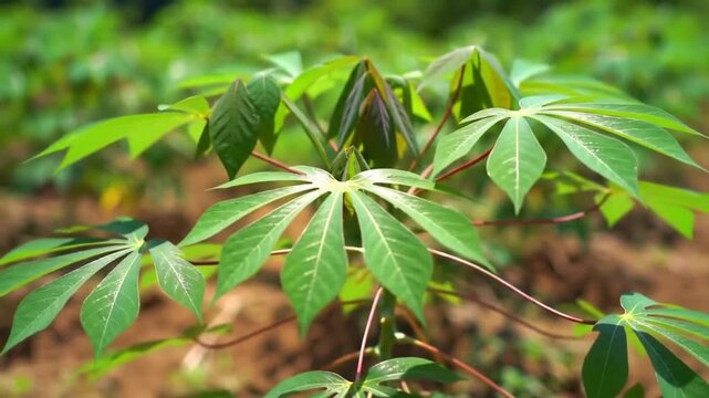A cassava plant with radiant green leaves spreads in a field, showcasing new growth and agricultural abundance