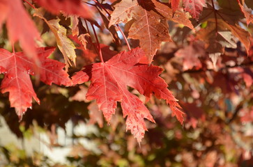 close up setting of changing maple leaves during the autumn season.