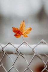 A vibrant orange autumn leaf delicately perched on a weathered chain-link fence