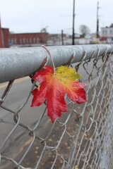 A colorful, wet leaf hangs on a chain-link fence, urban backdrop with overcast skies