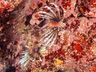 ハナミノカサゴ, Red Lionfish, Pterois volitans,...