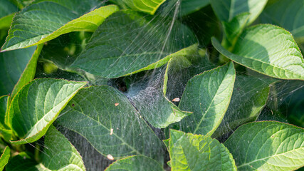 Spider Webs Draped Over Green-Leaved Plant