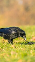 Obraz premium Crow on grass