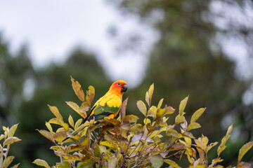 Sun conure perched on a tree branch and natural green background.