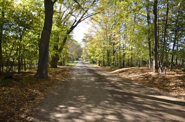Unimproved lonely rural country roadway lined by large trees and dappled sunlight,