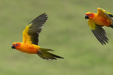 Sun conure flying with natural
