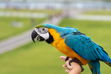 Blue and gold macaw parrot with natural green background.