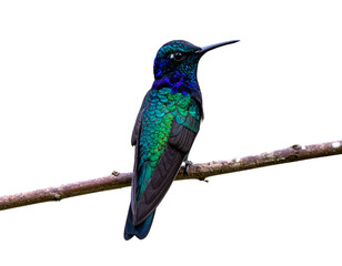 A small hummingbird with shimmering turquoise and purple feathers sitting calmly, isolated on a transparent background