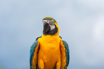 Blue and gold macaw parrot with cloudy sky background.