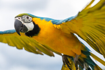Blue and gold macaw parrot flying with cloudy sky background.