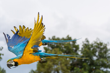 Blue and gold macaw parrot fly with natural green background.