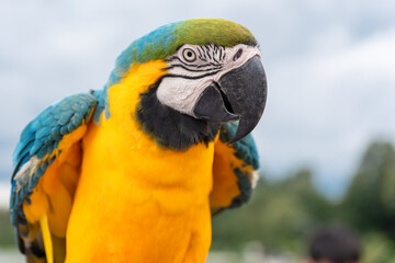 Blue and gold macaw parrot with cloudy sky background.