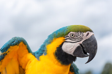 Blue and gold macaw parrot with cloudy sky background.