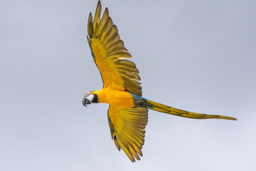 Blue and gold macaw parrot flying with cloudy sky background.