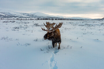 Naklejka premium MOOSE