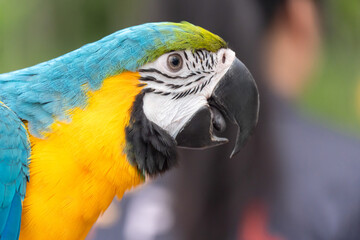 Blue and gold macaw parrot with blur background.