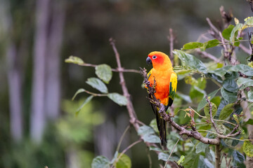 Sun conure perched on a tree branch and natural green background.