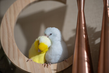 Tiny parrot parakeet white and yellow Forpus bird Pacific Parrotlet rest on branch.