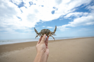 Hands holding a sea crab on the beach by the sea.