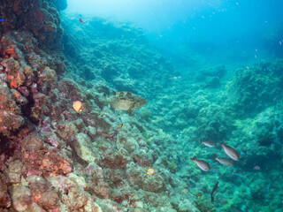 Fototapeta premium クエ, Longtooth grouper, Epinephelus bruneus, ハタ科, ウミカラマツ, Antipathes japonica, ウミカラマツ科, アカトゲトサカ, トゲトサカ, Dendronephthya, チヂミトサカ科, ウミトサカ, Alcyonacea, ウミトサカ科, ソフトコーラル, Soft Coral, 他の群れ。 静岡県伊豆半島南伊豆町中木ヒリゾ浜
