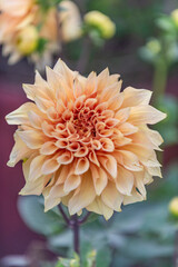 Light Peach Dahlia with Blurred Background