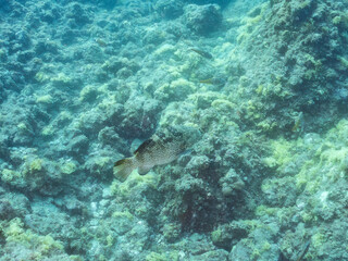 クエ, Longtooth grouper, Epinephelus bruneus, ハタ科, ウミカラマツ, Antipathes japonica,...