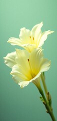 Obraz premium Two delicate light yellow trumpet flowers stand gracefully against a soft teal background, showcasing their gentle beauty.