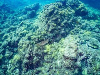 クエ, Longtooth grouper, Epinephelus bruneus, ハタ科, ウミカラマツ, Antipathes japonica,...
