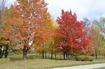 Naklejka premium Beautiful and pretty leaves changing with the fall season