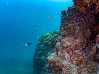 クエ, Longtooth grouper, Epinephelus bruneus, ハタ科, ウミカラマツ, Antipathes japonica, ウミカラマツ科, アカトゲトサカ, トゲトサカ, Dendronephthya, チヂミトサカ科, ウミトサカ, Alcyonacea, ウミトサカ科, ソフトコーラル, Soft Coral, 他の群れ。 静岡県伊豆半島南伊豆町中木ヒリゾ浜
