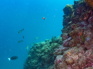 クエ, Longtooth grouper, Epinephelus bruneus, ハタ科, ウミカラマツ, Antipathes japonica, ウミカラマツ科, アカトゲトサカ, トゲトサカ, Dendronephthya, チヂミトサカ科, ウミトサカ, Alcyonacea, ウミトサカ科, ソフトコーラル, Soft Coral, 他の群れ。 静岡県伊豆半島南伊豆町中木ヒリゾ浜