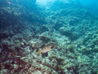 クエ, Longtooth grouper, Epinephelus bruneus, ハタ科, ウミカラマツ, Antipathes japonica, ウミカラマツ科, アカトゲトサカ, トゲトサカ, Dendronephthya, チヂミトサカ科, ウミトサカ, Alcyonacea, ウミトサカ科, ソフトコーラル, Soft Coral, 他の群れ。 静岡県伊豆半島南伊豆町中木ヒリゾ浜