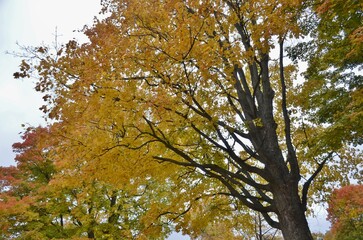 Beautiful and pretty leaves changing with the fall season