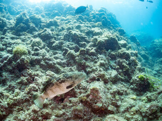 クエ, Longtooth grouper, Epinephelus bruneus, ハタ科, ウミカラマツ, Antipathes japonica, ウミカラマツ科, アカトゲトサカ, トゲトサカ, Dendronephthya, チヂミトサカ科, ウミトサカ, Alcyonacea, ウミトサカ科, ソフトコーラル, Soft Coral, 他の群れ。 静岡県伊豆半島南伊豆町中木ヒリゾ浜
