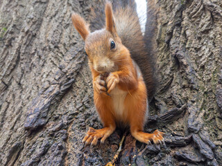 Obraz premium Red squirrel