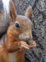 Fototapeta premium Red squirrel