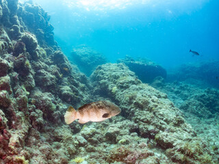 クエ, Longtooth grouper, Epinephelus bruneus, ハタ科, ウミカラマツ, Antipathes japonica, ウミカラマツ科, アカトゲトサカ, トゲトサカ, Dendronephthya, チヂミトサカ科, ウミトサカ, Alcyonacea, ウミトサカ科, ソフトコーラル, Soft Coral, 他の群れ。 静岡県伊豆半島南伊豆町中木ヒリゾ浜