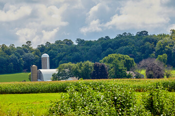 Old fashioned barn on a farm with corn fields on a summer day in August
