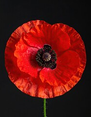 Vibrant red poppy against dark backdrop