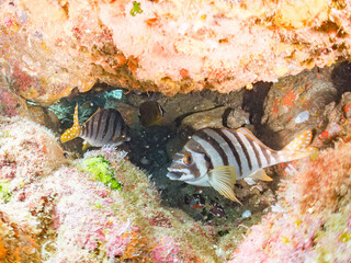 タカノハダイ, Flag Fish, Cheilodactylus zonatus, タカノハダイ科,
他の群れ。
静岡県伊豆半島南伊豆町中木ヒリゾ浜-2025年
