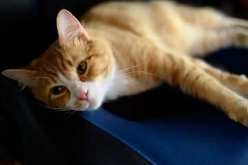 An orange tabby cat rests its head on a blue and black chair, looking relaxed.