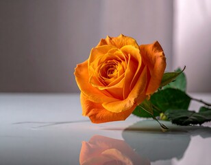 Orange Rose on Light Surface Closeup.