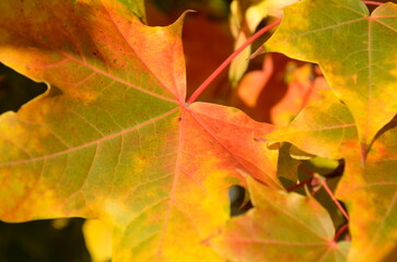 Fall colored Maple Trees leaves close-up.