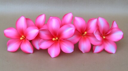 Vibrant Pink Plumeria Flowers Closeup Brown Background