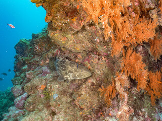 クエ,  
英名学名：Longtooth grouper, Epinephelus bruneus, ハタ科,
ウミカラマツ, Antipathes japonica, ウミカラマツ科,
アカトゲトサカ, トゲトサカ,  Dendronephthya, チヂミトサカ科,
ウミトサカ, Alcyonacea, ウミトサカ科,
ソフトコーラル, Soft Coral,
他の群れ。
南伊豆町中木ヒリゾ浜